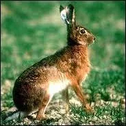 Comment s'appelle la femelle du lièvre ?