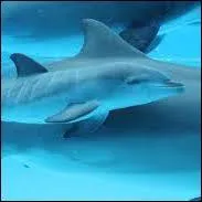 Comment s'appelle le petit du dauphin ?