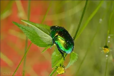 Mon premier n'a jamais raison, fait fausse route ; mon deuxième est un moyen familier de dire "non" ; mon troisième est un récipient ; mon quatrième est bien fatigué ; mon cinquième se trouve derrière nous tous. Mon tout n'est pas exactement une couleur, il joue sur les reflets, c'est ce qu'on appelle en français : "chatoyant".