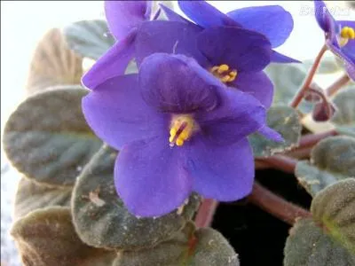 Mon premier cesse le jour où vient "le sommeil éternel" ; mon deuxième est plutôt rare dans le désert ; mon troisième pourrait s'appliquer à un pou ; mon quatrième est un nombre indéterminé d'éléments. Mon tout est la couleur provenant de la combinaison du bleu et du rouge.