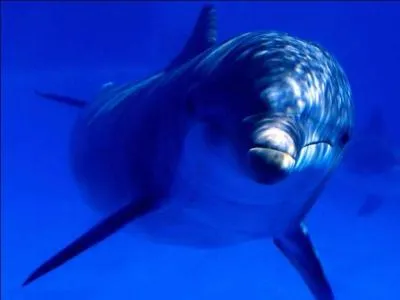 Mon premier est privatif ; mon deuxième aura la gueule de bois demain, la pauvre ! Mon tout est la couleur de l'océan.