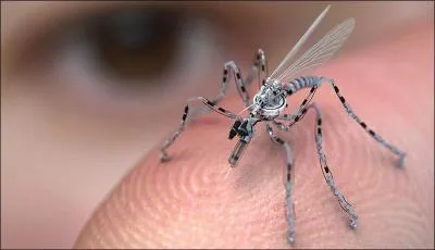 Ce moustique est plus dangereux que le chikungunya.