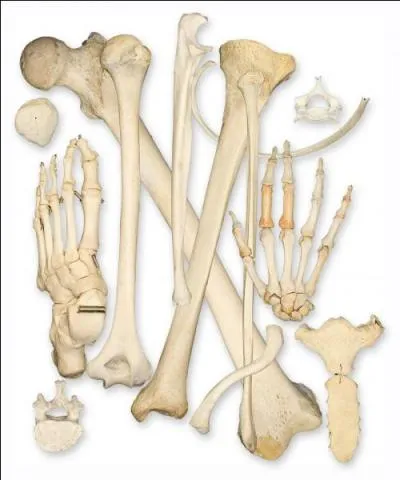 Son surnom est "Bones", pourquoi ?