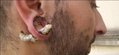 Comment s'appelle l'élevage des vers à soie ? (Image, âmes sensibles s'abstenir)