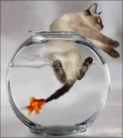 Les poissons sont bien adaptés à l'eau... '