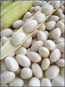 Chez les Romains, quel &eacute;tait l'usage de la f&egrave;ve ?