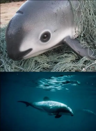 Quel est l'autre nom du marsouin ?