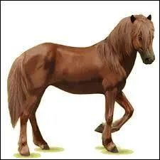 Quelle est cette race ?