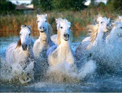 De quelle race est ce cheval ?