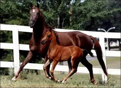De quelle race est ce cheval ?