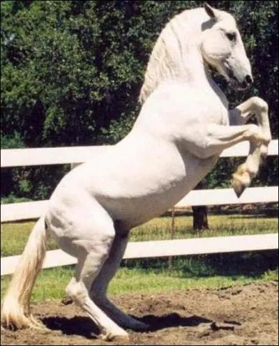 De quelle race est ce cheval ?