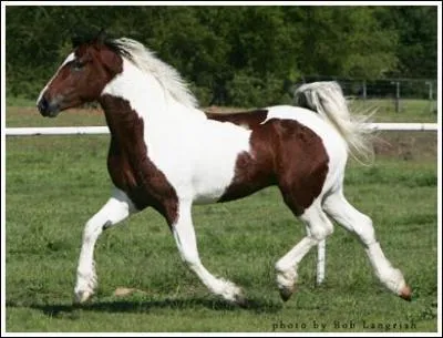 De quelle race est ce cheval ?