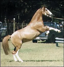 De quelle race est ce cheval ?