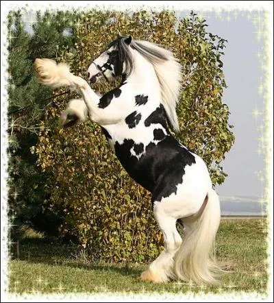 De quelle race est ce cheval ?