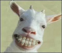 Quel est l'animal qui a le plus de dents ?