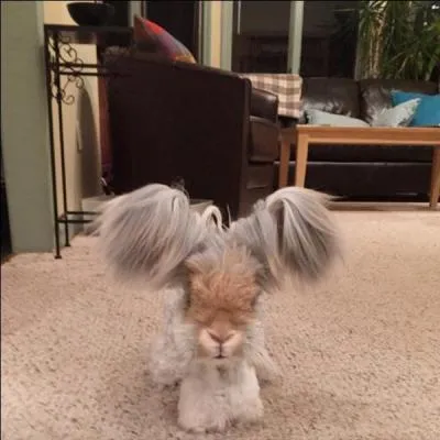 Sur cette photo, tu peux voir un lapin !