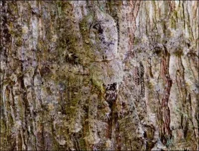 Là c'est facile, c'est une cigale que l'on voit sur le tronc !