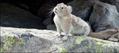 On dirait un véritable petit animal, c'est normal puisque c'en est un !