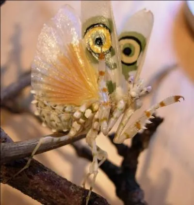 Sur cette photo, on voit une mante religieuse !