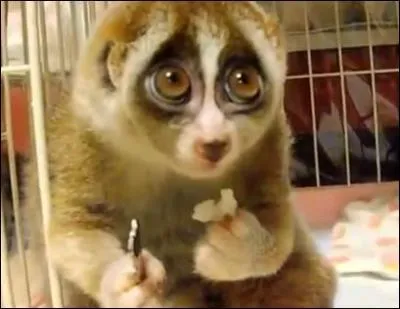 Cette peluche est très mignonne et imite très bien un animal !