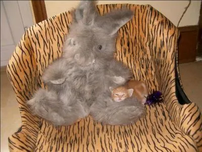 Sur cette photo, on peut voir une peluche et un chaton !