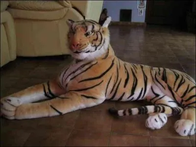 Comme tu peux le voir, ce tigre est apprivoisé !