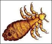 Super, à l'école, il y a des...