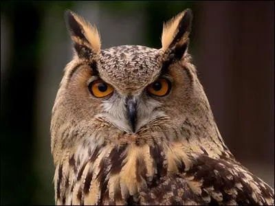 Non, je ne traverse pas cette forêt la nuit, elle est pleine de...