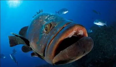 Ce matin, ils sont partis tôt en mer, pour pêcher quelques...