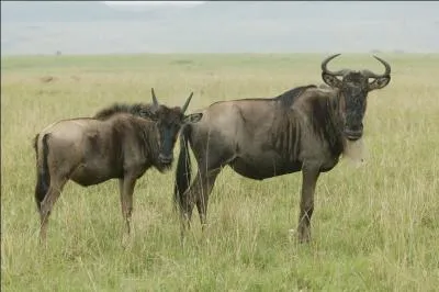 Mon oncle est parti visiter la savane en Afrique. Il a vu un énorme troupeau de...