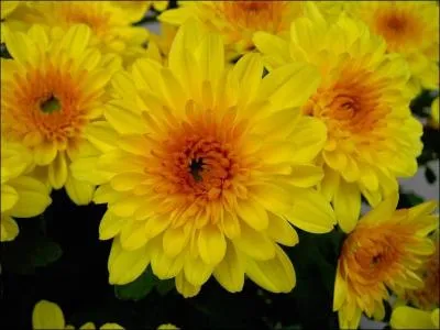 Quel autre nom le chrysanthème peut-il porter ?