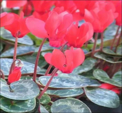 Jusqu'à quelle période les fleurs de cyclamens tiennent-elles ?
