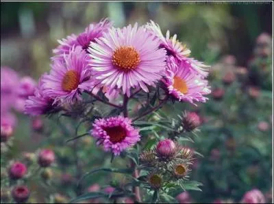 Elles aiment le soleil et ce sont des fleurs rustiques qui demandent vraiment peu de soins. Quel est leur nom ?