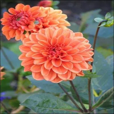 Ce sont pour moi les plus belles de l'automne. Comment s'appellent-elles ?