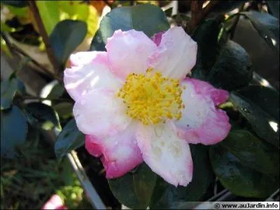 Quel nom porte cette plante fleurissant de septembre à décembre ?