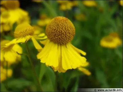 Le soleil de ces fleurs illuminera vos jardins. Comment les nomme-t-on ?