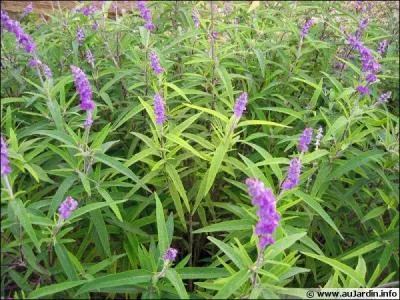Plantes résistantes aux délicates inflorescences d'un lumineux bleu-violet ou encore d'un blanc pur. Quelles sont-elles ?