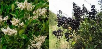 Très échevelé si on n'en fait pas la taille pour avoir de jolies haies bien taillées. Il donne des fleurs au parfum délicat puis des baies noires. Quel est cet arbuste aux feuilles semi-persistantes ?