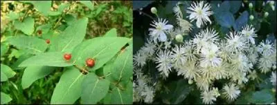 Ces baies se trouvent sur une magnifique plante qui aime avoir le pied protégé et la tête au soleil.