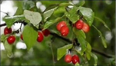 Les oiseaux égayeront votre jardin de leur présence assidue car ils sont attirés par les fruits dodus de cet arbre. Quel est-il ?