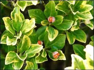 Les baies se blottissent dans un feuillage joliment panaché de vert et jaune. De quel arbuste proviennent-elles ?