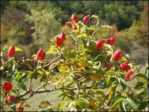 Quel nom la baie de l'églantier porte-t-elle ?