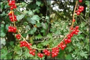 Autrefois, on les a appelées "baies aux femmes battues" en raison de leur pouvoir à traiter les hématomes. Quelle plante les produit ?