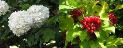 Les fleurs blanches ont la forme de magnifiques boules mousseuses ; les fruits sont rutilants, transparents. De quel arbuste proviennent les baies présentées à côtés des fleurs ?