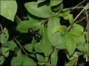 Vous aimez les senteurs sucrées et envoûtantes de cette plante qui donne des baies noires et intensément brillantes. Quelle est-elle ?