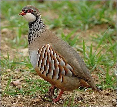 Quel est cet oiseau, de type gibier ?