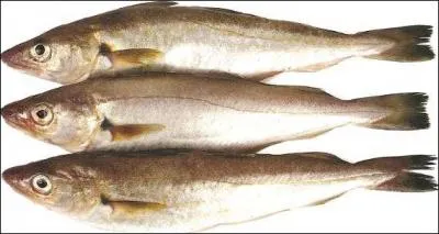 En argot, quel métier est assimilé au merlan ?