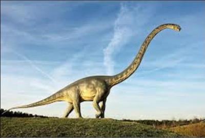 Commençons facile. Quel est le nom de ce dinosaure herbivore, haut d'environ 35 m, pouvant mesurer jusqu'à 54 m, pesant de 10 à 16 tonnes et qui vécut à peu près il y a 150 millions d'années ?