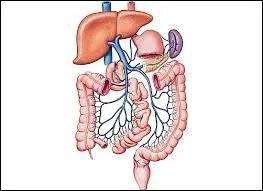 Où la veine-porte amène-t-elle le sang ?