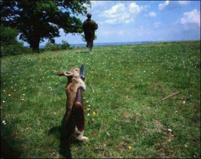____ matin, un lapin a tué un chasseur.